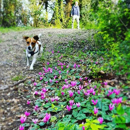 Il Poderino * Bibbona